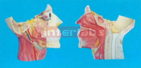 EXTRA-MAGNIFIED MODEL OF BRAIN DISTRIBUTION OF BRAIN NERVES IN THE HEAD AND NECK